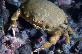 Birmanie - Mergui - 2018 - DSC02936 - De Haans sponge crab - crabe eponge de Haans -  Lauridronia dehaani